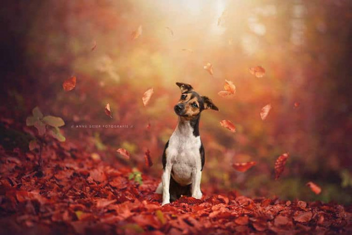 Finn and Saito enjoying autumn scenery, warm golden foliage and leaves.