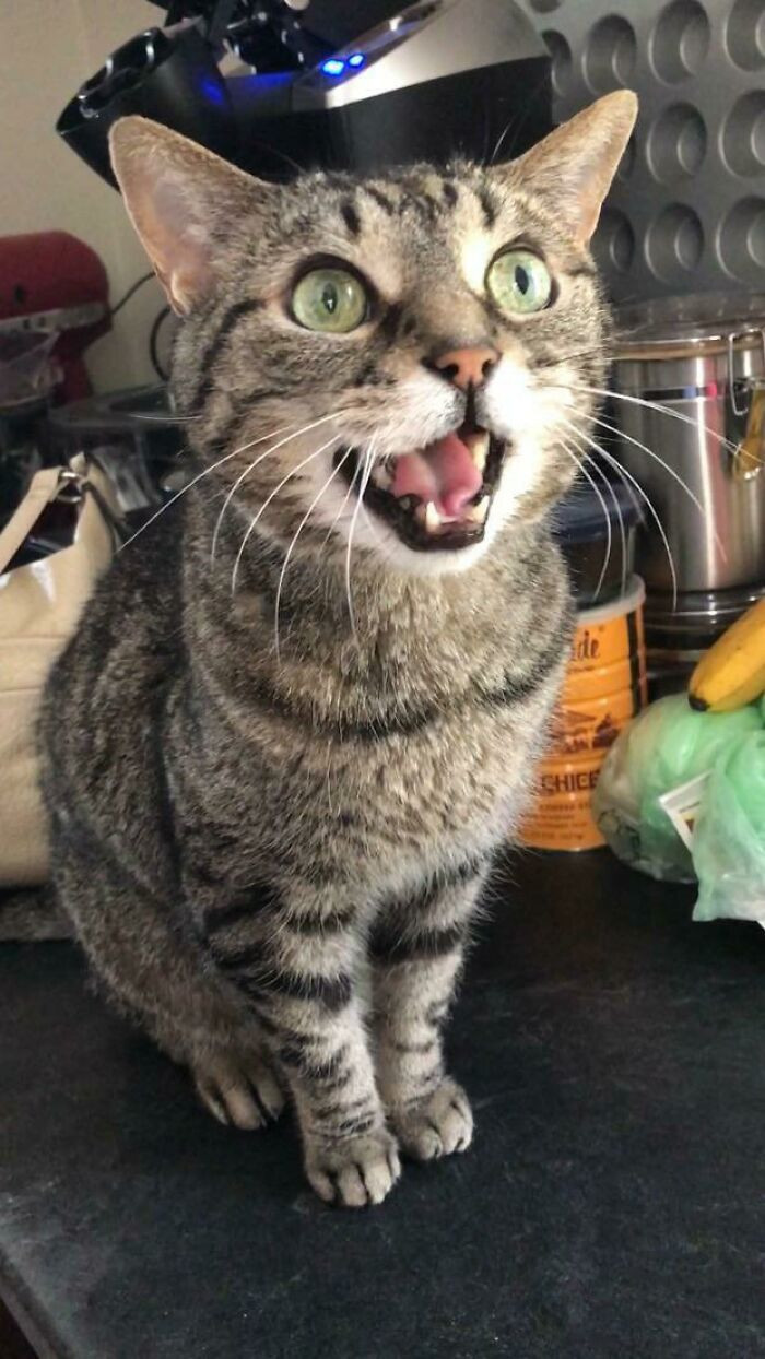 29. Rip Lyra, My Best Friend. Adopted Her 12 Years Ago At Age 6 After She Was Returned To The Shelter Twice. So Much Attitude, And Always Demanding Her Food On Time (See: Photo). You’re Already So Missed