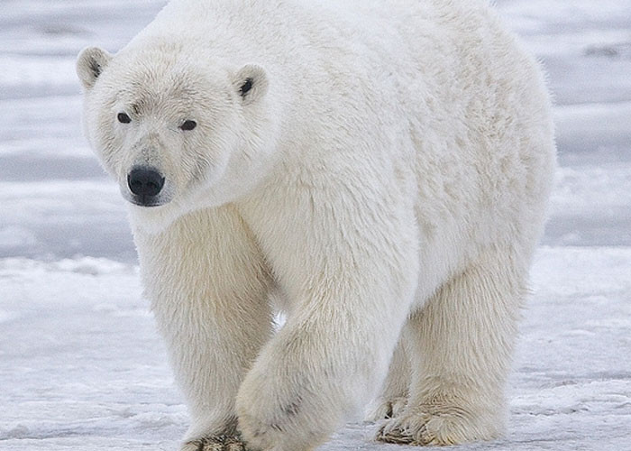 34. The classification of polar bears
