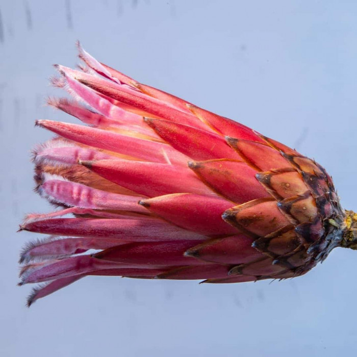 Protea flower used as inspiration for lizard