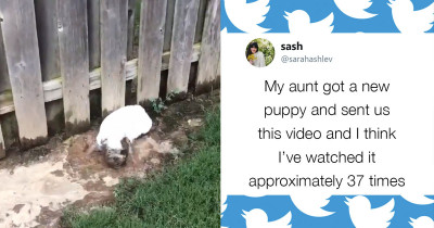A Video Of A Bulldog Enjoying The Mud Has Gone Viral, And Her Owners Reaction Is The Best Part
