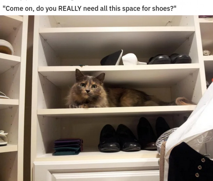 6. Why worry about more shoes when you could serve your cat overlord?