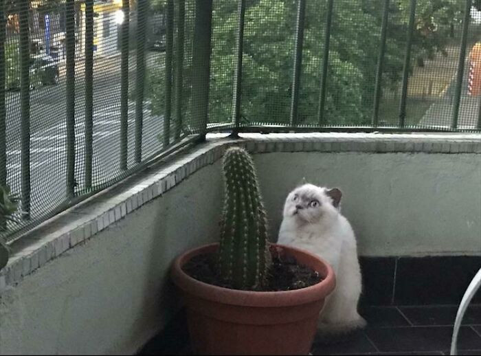 8. He looks terrified while staring at this cactus.