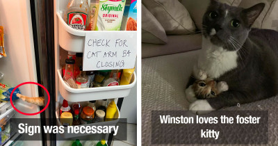 Beloved Cats May Be Naughty But At Least They Have Us All Laughing
