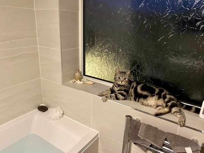 #11 This Is My Bathroom.... This Is Not My Cat! This Is My Neighbours Cat Ted!