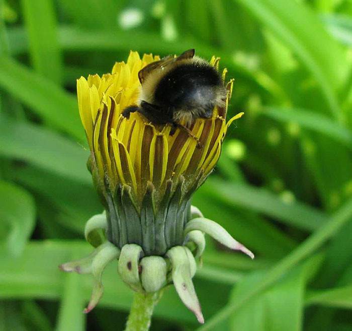 Bumblebee perched on a flower, showing cute striped butt while feeding