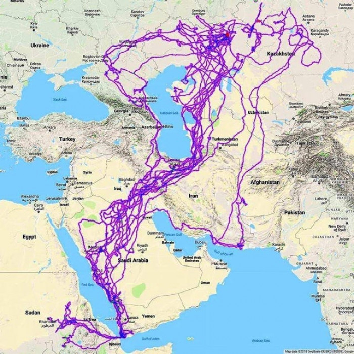 1. Routes an Eagle has traveled over a 20 year period.