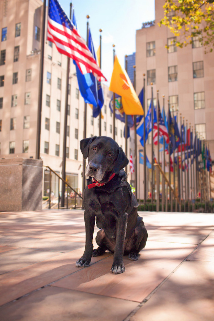 3. Corporal Matt Hatala, who struggled with PTSD after returning home, credits Chaney, the military dog he adopted after the dog's retirement, with saving his life.
