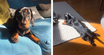 Adorable Puppy Loves the Sunshine and Never Fails to Find the Ultimate Place to Take a Snooze