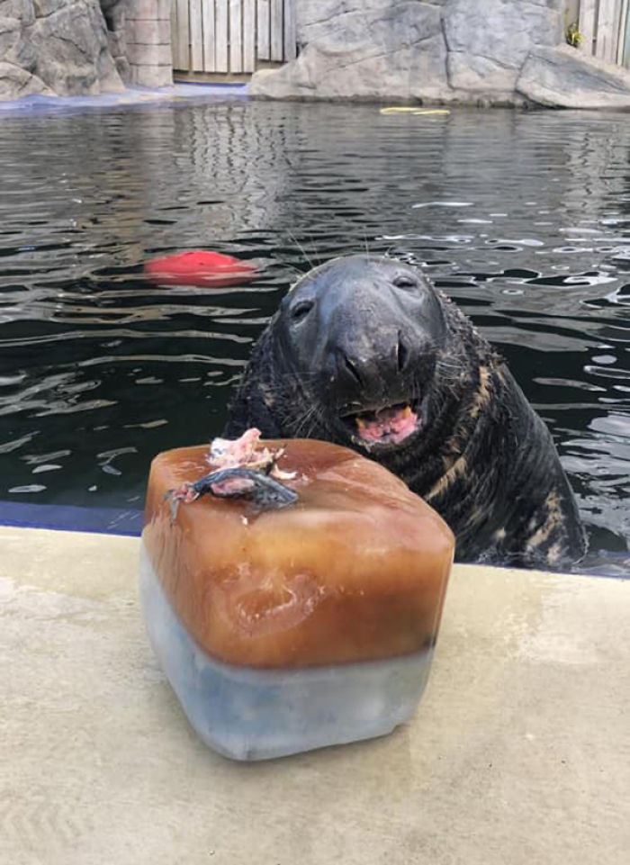 As it turned out, when Yulelogs was rescued for the second time, he weighed in at only 132lb (60kg), rather than the standard 551lbs (250kg).