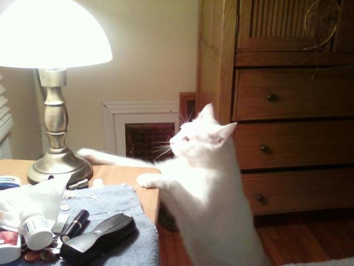 Cats love touch lamps!