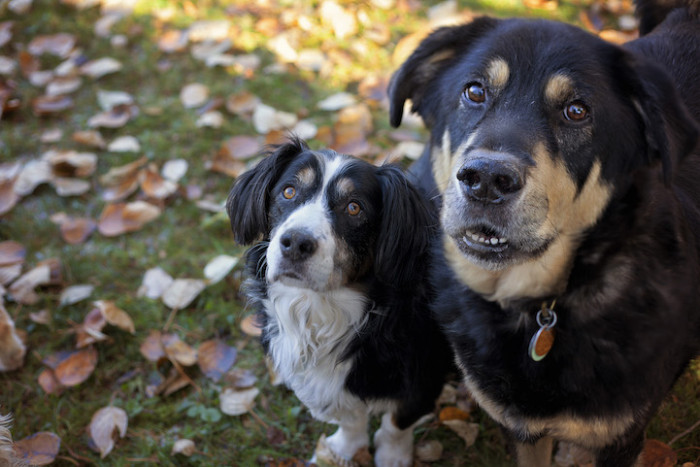 15. Old Dog Haven provides 'final refuge' homes for dogs while covering all of their medical care costs.