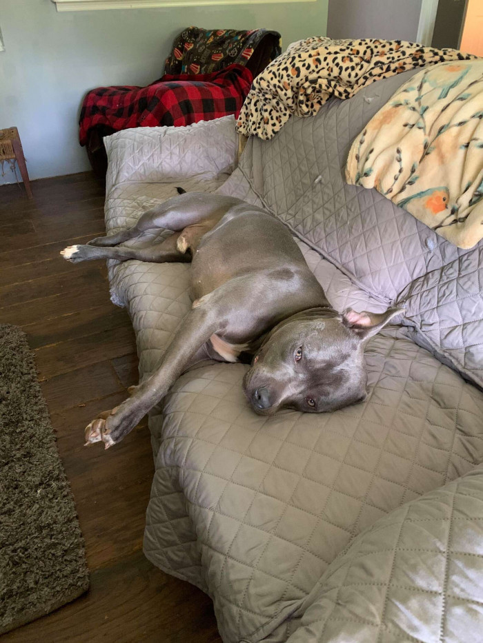 Thankfully, Vickie and the vet decided that Bo would benefit from some medication for his separation anxiety, and no further property damage has occurred since then.