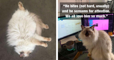 Cat Insists On Helping Mom Work From Home, And It's Adorably Distracting