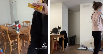 Shy Rescue Cat Met Her Perfect Human And Then Gained So Much Confidence She Learnt To Trust