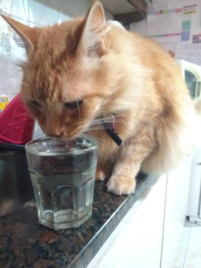 2. “Stop treating your pets as if they were humans! My cat only drinks water if it’s served in a glass.”
