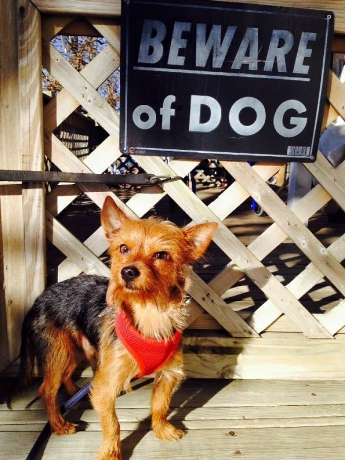 "Do Ya Feel Lucky, Punk?"