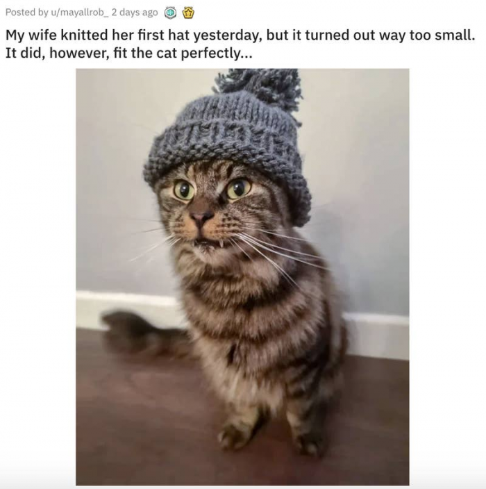 4. Hipster cat is so cute