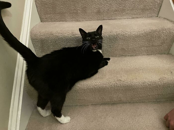 23. Current Petting Insufficient, Additional Pets Must Be Applied To Proceed Up The Stairs