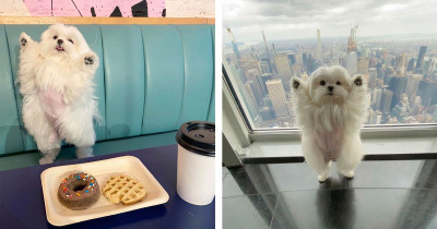 Adorable Maltese Dog That Likes To Pose While Standing On Her Back Feet