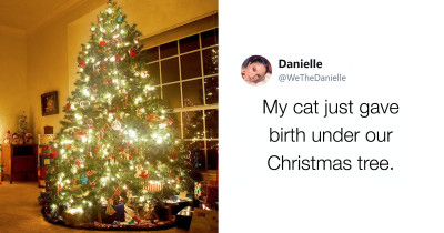 Cat Gave Their Owner The Best Present Last Year By Giving Birth Under The Christmas Tree