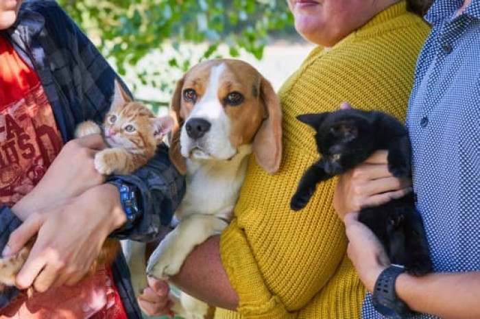 Daisy the beagle shares a very special bond with kittens Dexter and Fletcher.