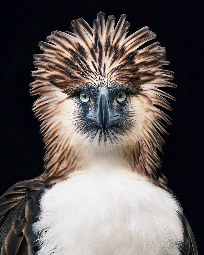 8. The Philippine Eagle