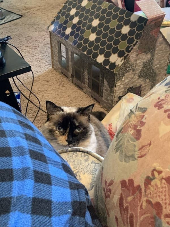 10. A cat's worst nightmare