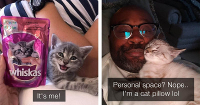 Adorable Cat Posts That People Can't Help Smiling At