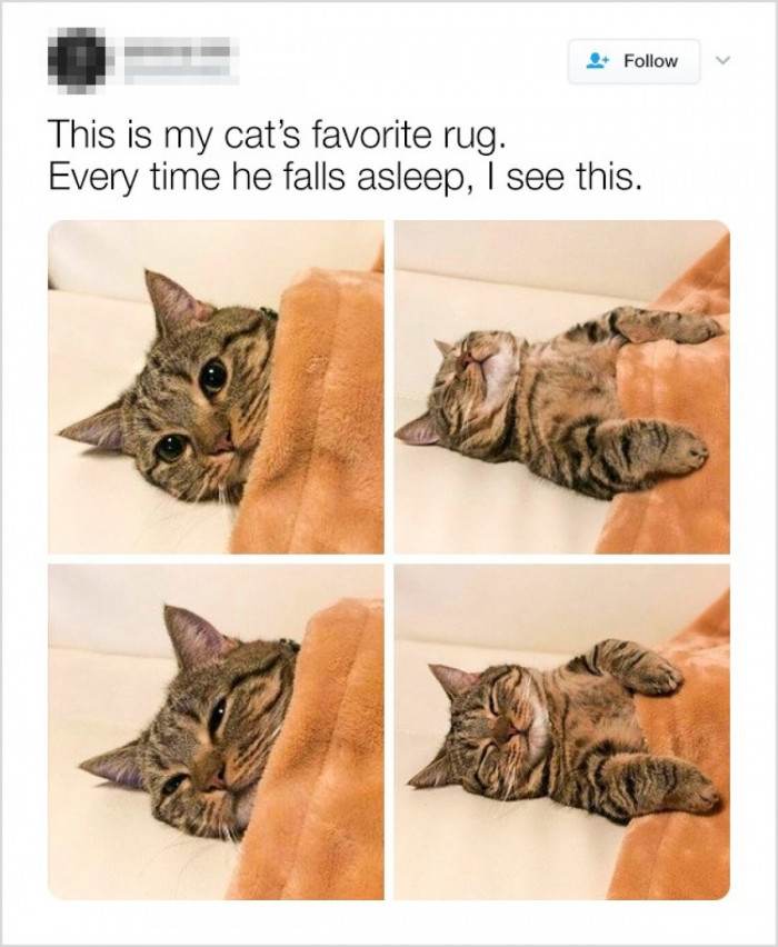 Sweet dreams, little fur ball