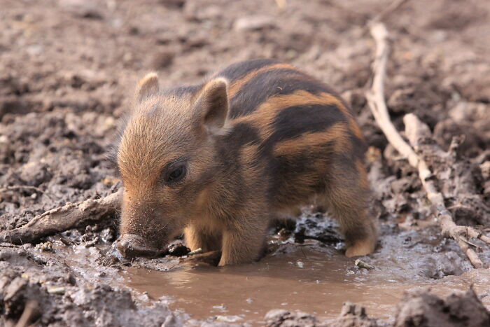 28. A Baby Warthog - My Life Is Complete