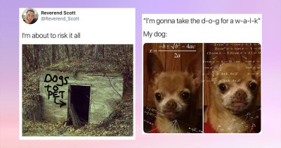 Wholesome Dog Memes to Warm Your Heart This Week