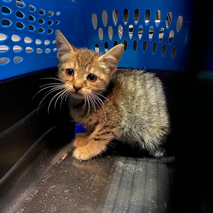 When it was quieter, Chris started playing YouTube cat meows. He set up traps with tuna fish.