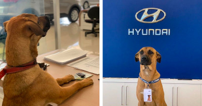 Stray Dog Was Given A Job And His Own Badge After He Kept Regularly Visiting A Hyundai Dealership
