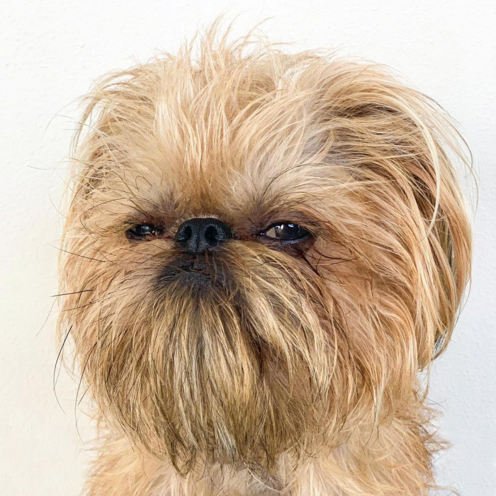 Close-up of Bouche, a dog with intense, unimpressed expression
