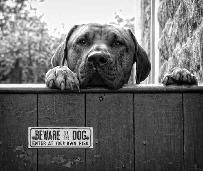 Beware That You May Want to Scratch Ears and Whisper, "Good Boi."