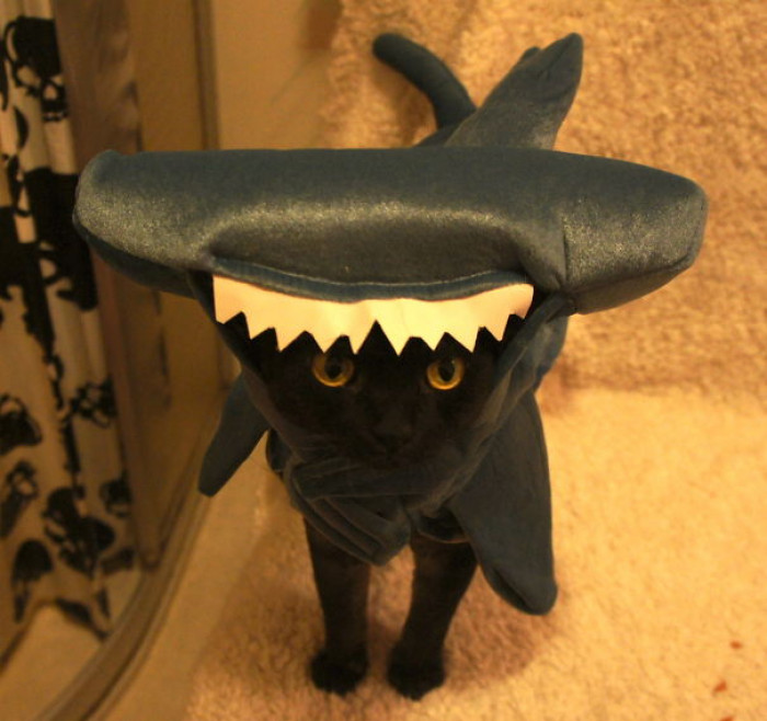Hammerhead Shark
