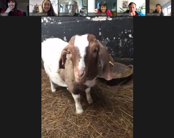 Well, the very next day, the farm received a flood of phone calls and emails, all from people interested in hiring the goats.