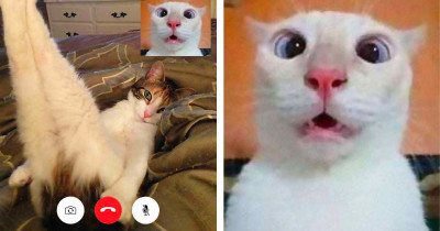 Hilarious Cat Pics From “Cat Video Calls” Actually Seem Pretty Naughty