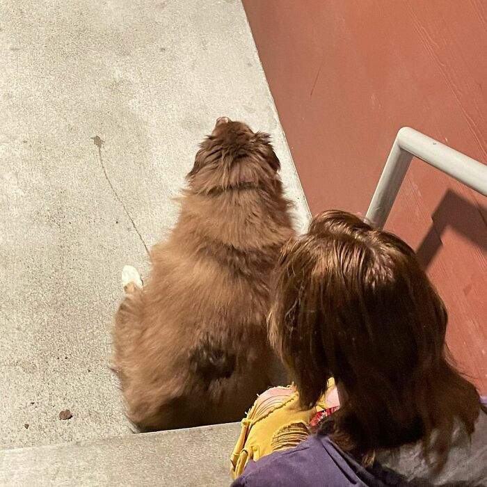 “He isn’t the only pet we have; we also have a three-legged tortie cat named Yakisoba, two rats (Biggie and Smalls), and a hamster named Pumpkin!” Ashton said.