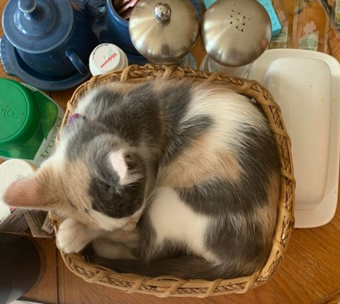 26. “My kitten fits perfectly in the napkin holder.”