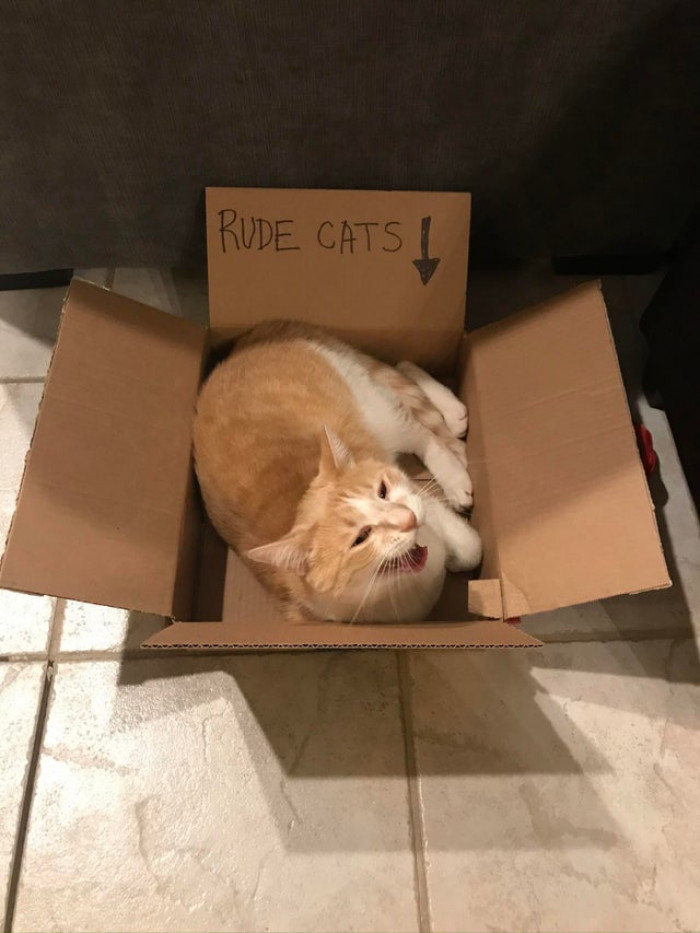 14. "Just a box the kids made for Mr. Jerk."