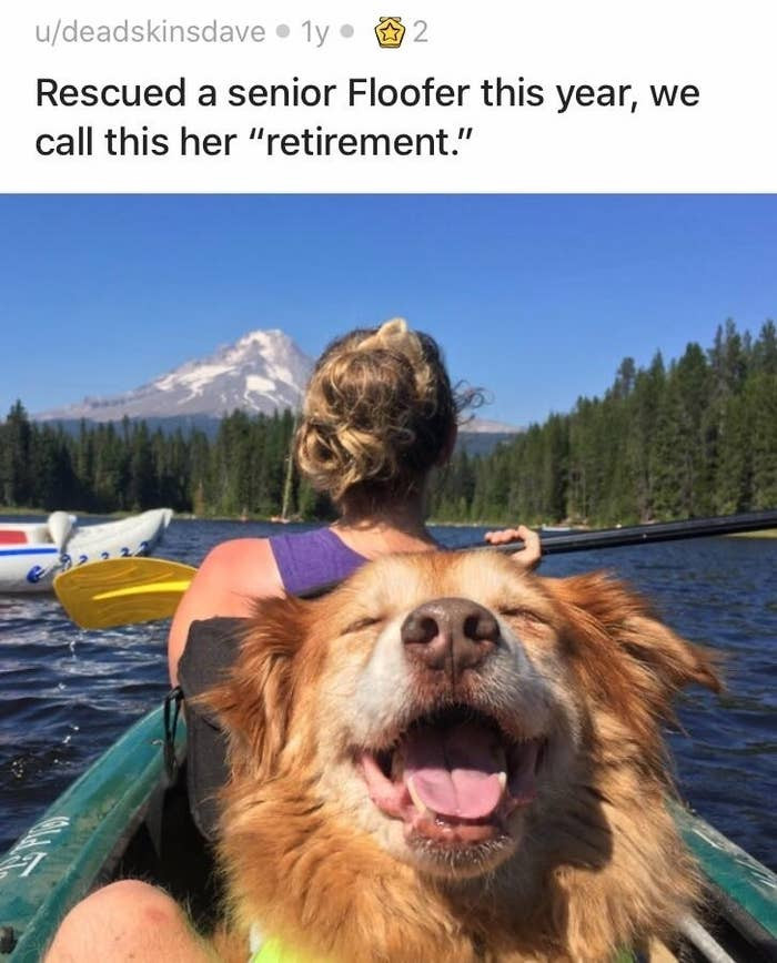 3. This is the retirement every dog dreams about.