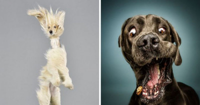 10+ Of The The Best Photos Of Doggos In Mid Air That You'll Ever See