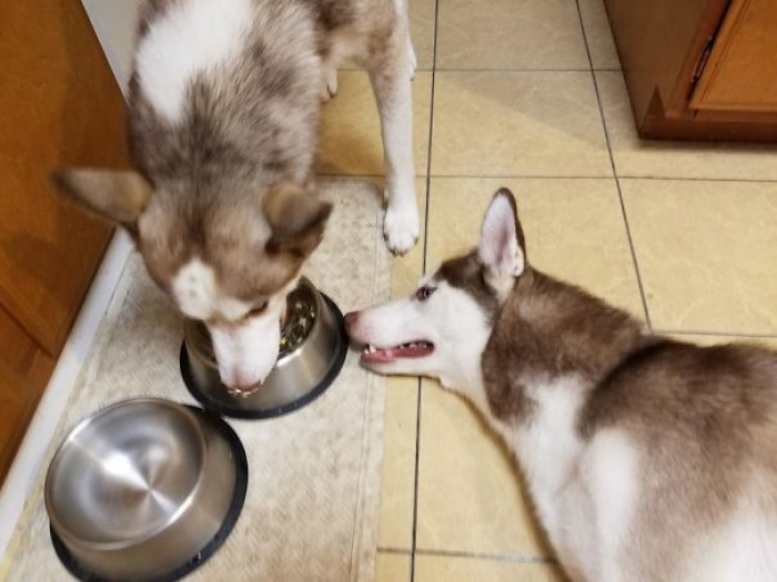 5. "Aegis is a piggy and always finishes his food first. He's not allowed to touch Wulfgar's food, so he just lays there like this."