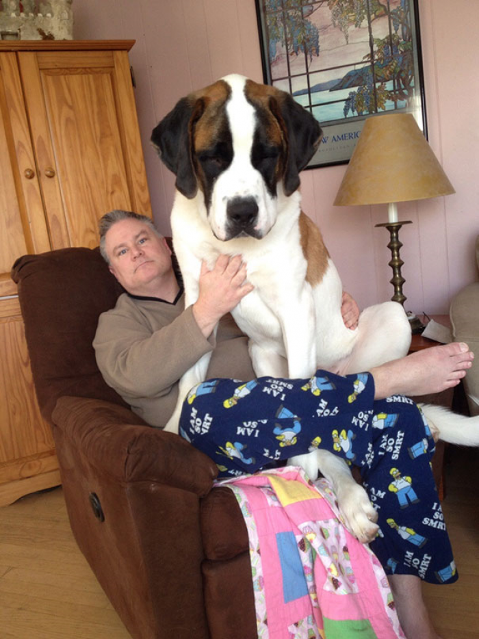 3. A 110 lbs St. Bernard who just wants to cuddle