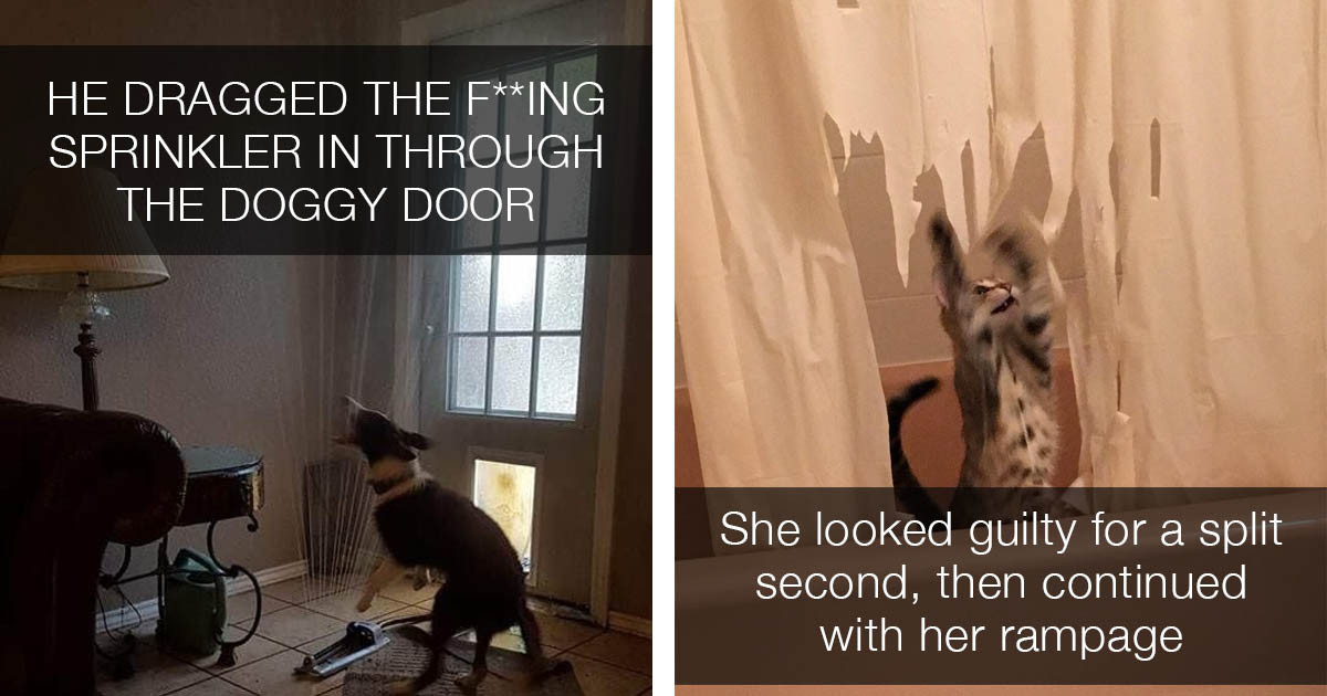 These Cats And Dogs Are So Misbehaved They Probably Made Their Owners