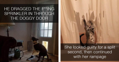 These Cats And Dogs Are So Misbehaved They Probably Made Their Owners Regret Adopting Them, Maybe