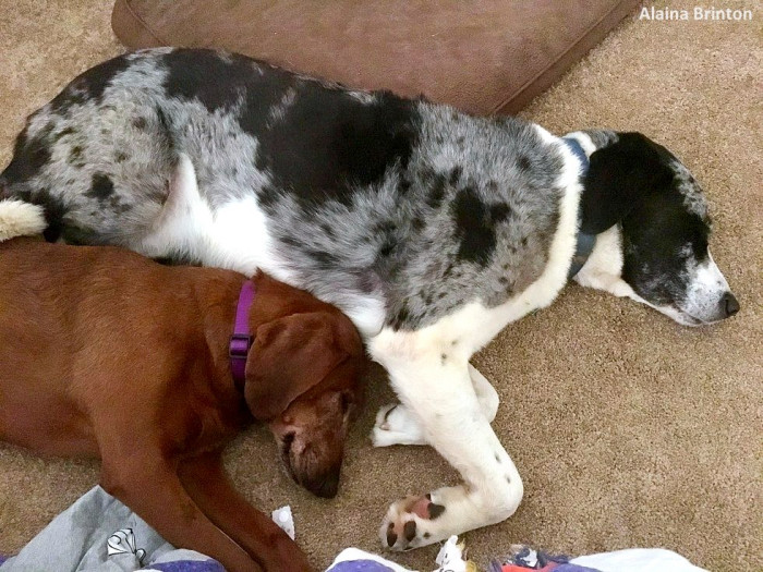They do everything together, even sleeping