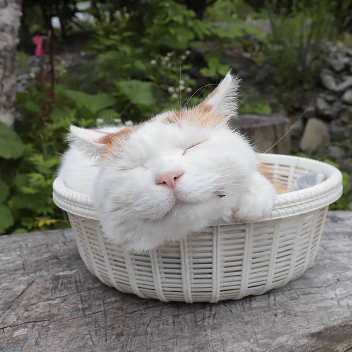 23. Basket is a favorite place.